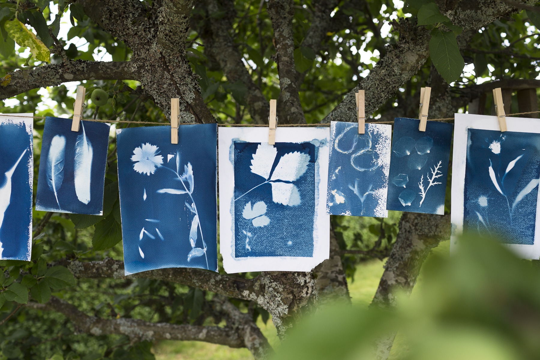 Cyanotypi på tork workshop med Anna Nordström